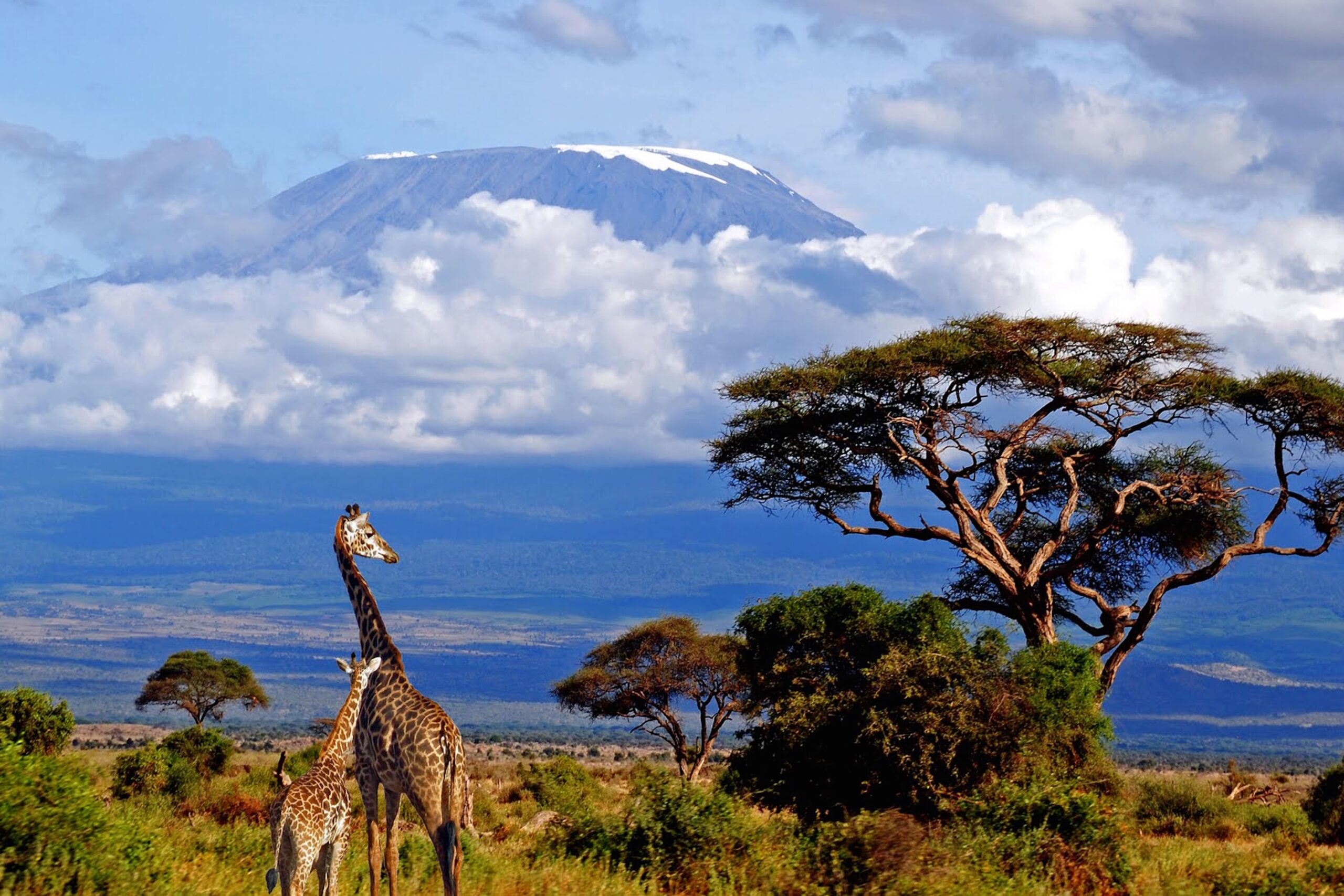 Serengati Kilimanjaro